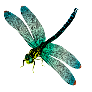 Dragonfly with green wings